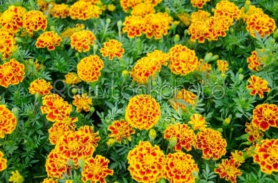 French Marigold Flower
