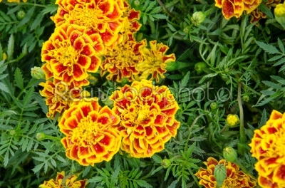 French Marigold Flower