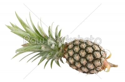 fresh  pineapple 