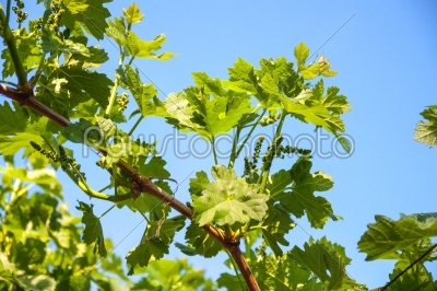 Fresh tip of grapevine branch
