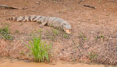 Freshwater or Siamese Crocodile