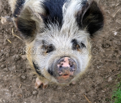 Friendly Pig