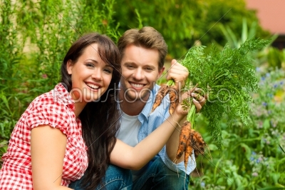 Gardening in summer - couple harvesting carrots 