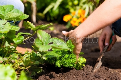 Gardening in summer - woman planting strawberries