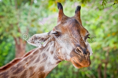 Giraffe portrait eating in nature