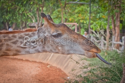 Giraffe portrait eating in nature
