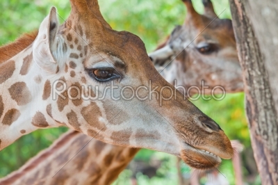 giraffe portrait eating in nature