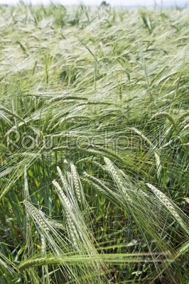 Golden wheat growing in a farm field