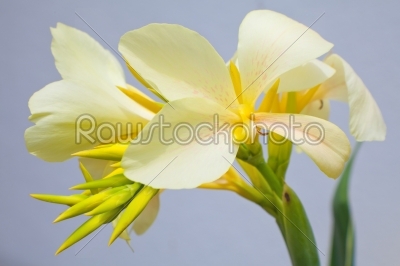 Gorgeous white canna flower 
