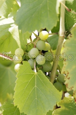 Grape cluster with leaves  