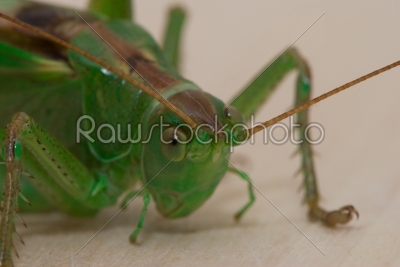 Grasshopper  portrait 