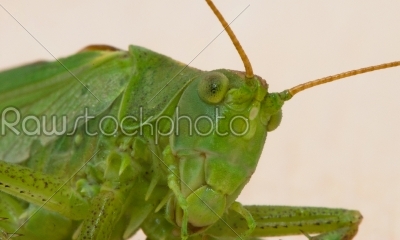 Grasshopper  portrait on white background