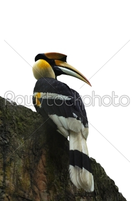 Great Hornbill sat on a perch