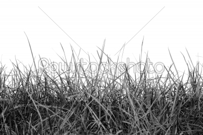 Green grass in black and white isolated white