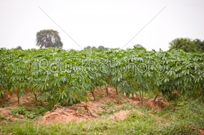 Green of cassava field  in Thailand. 