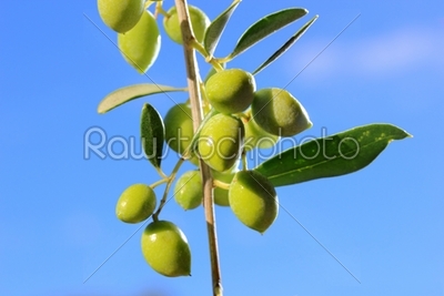 green olives on branch with leaves 
