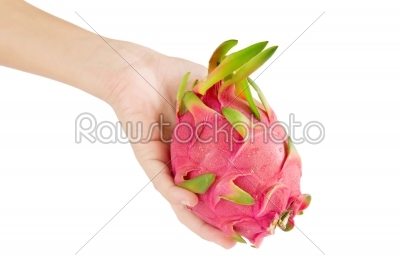 hand with dragon fruit