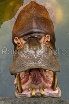 Hippo showing huge jaw and teeth