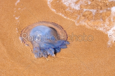 jellyfish lying on a sandy beach