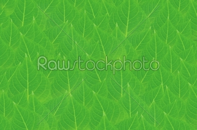 leaves wallpaper