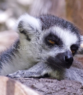 Lemur kata sleep
