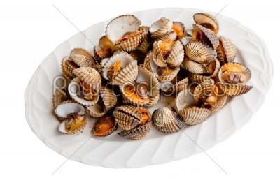 little sea shell cockle