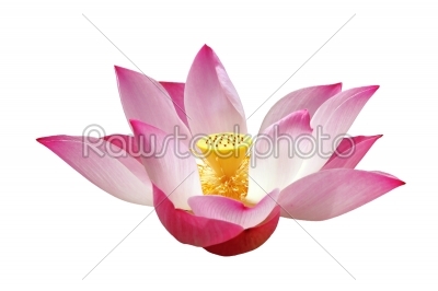 lotus aquatic flora blossom isolated on white with clipping path