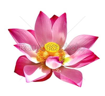 lotus aquatic flora blossom isolated on white with work paths