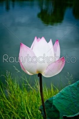 lotus aquatic flora on natural blur background 