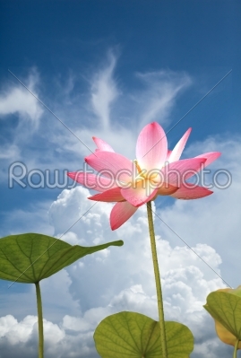 lotus in sky