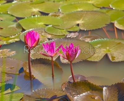 lotus or watelily a water plant