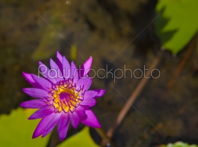 lotus or watelily a water plant