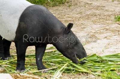 Malayan Tapir Eating