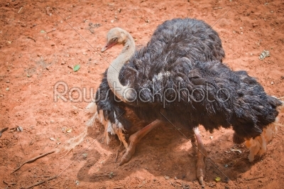 male full body ostrich dancing