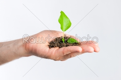 Man holding seedling in his hands