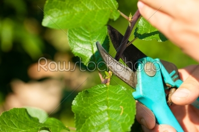 Man is cutting fruit tree with trimmer