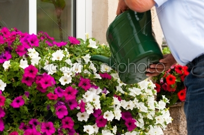 man is watering flowers