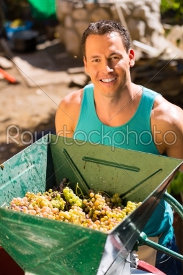 Man working with grape harvesting machine  