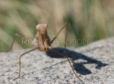 Mantis against rock and green background