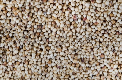 millet grains full background