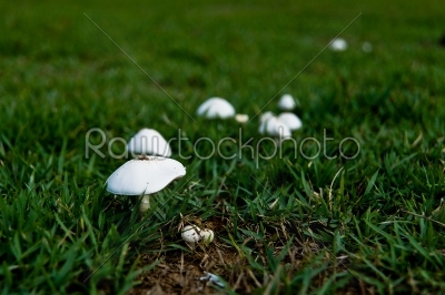 Mushrooms on the surface of grass.