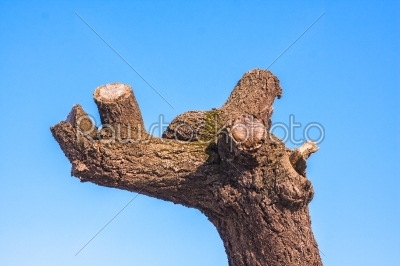 old tree with trimmed branches on blue sky