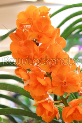 orange  orchids 