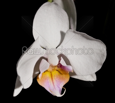 orchid close-up