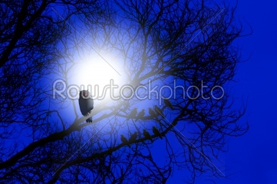 owl devil bird on tree