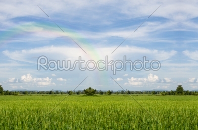 paddy field and rainbow