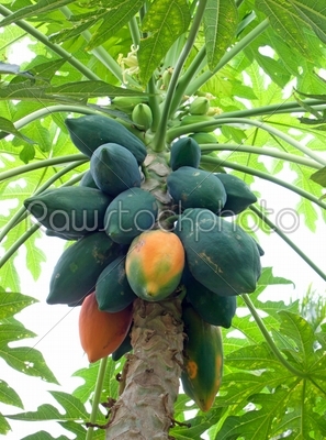 papayas tree