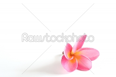 pink  frangipani
