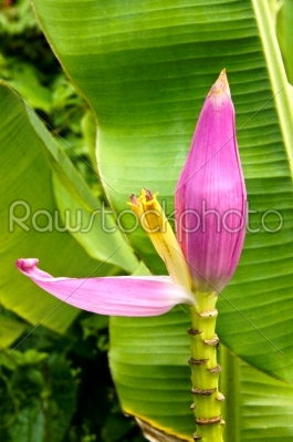 Pink flowering banana of Scientific name: Musa ornata Roxb.