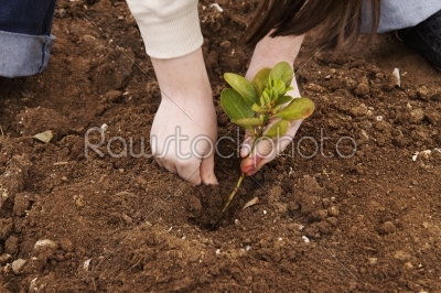 planting tree in the garden  
